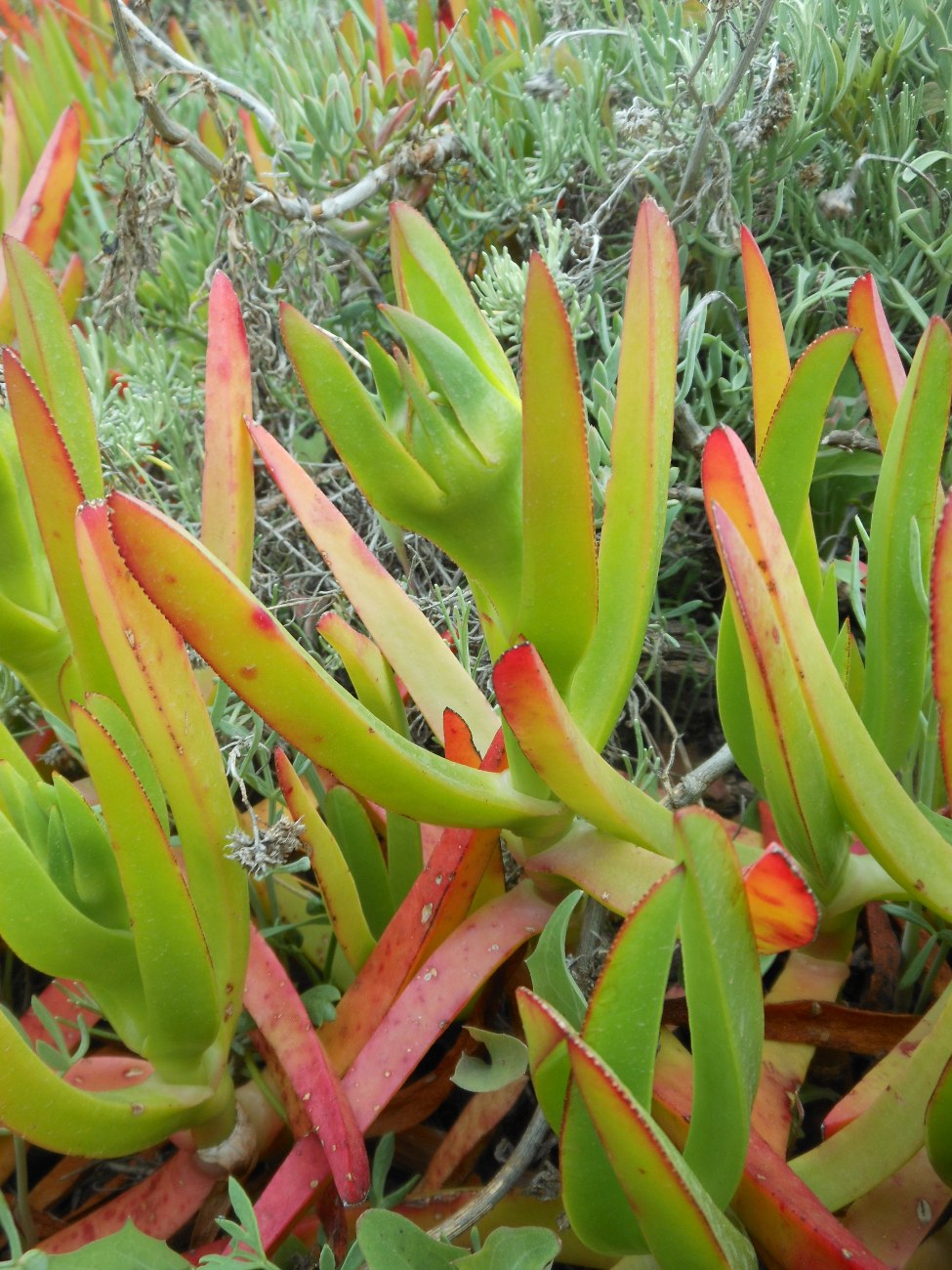 Carpobrotus acinaciformis  VS C. edulis  subsp. edulis